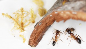 Trophallaxie chez les Camponotus pilicornis, [Blog] Les Camponotus pilicornis eaubonnaises
