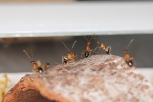 Youpi !, [Blog] Les Camponotus pilicornis eaubonnaises