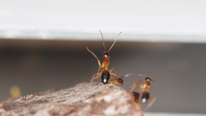 On est champions ! :P, [Blog] Les Camponotus pilicornis eaubonnaises