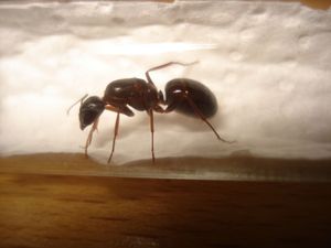 Camponotus sp, Les Camponotus de funkyben