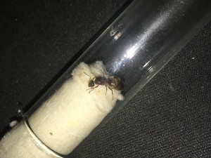 Image : 3., [Lasius sp.] Besoin d'aide pour une Identification