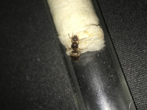 Image : 1., [Lasius sp.] Besoin d'aide pour une Identification