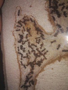 Premier Major !, Présentation des Messor bouvieri