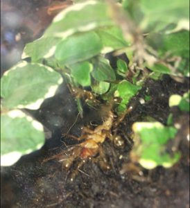 Le repas, [Blog] Camponotus pseudoirritans