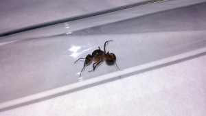 La belle, [Formica sensu stricto] ?