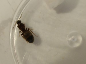 fourmi 2, [Lasius sp.] Aide pour une grosse gyne (Lasius ??)