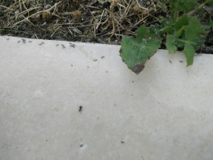 fourmi 3, [Lasius sp.] Aide pour une grosse gyne (Lasius ??)