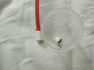 Photo 4, [Lasius sp.] Aide pour une grosse gyne (Lasius ??)