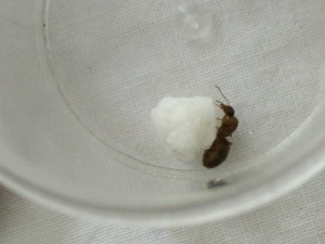 Photo 4 bis, [Lasius sp.] Aide pour une grosse gyne (Lasius ??)