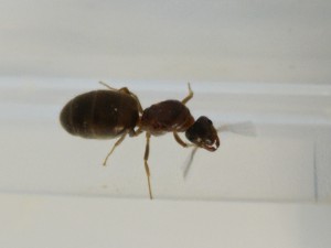 Fourmi 4 tier, [Lasius sp.] Aide pour une grosse gyne (Lasius ??)