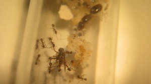 Moucheron, [Blog] Souvenirs de mes Pheidole pallidula 2016-2018