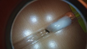 Lasius 4, Les Fondations de Firewill