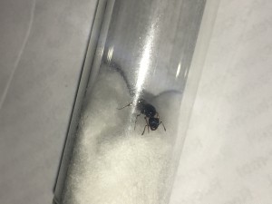 Image: 5., [Tetramorium sp.] Demande d'identification
