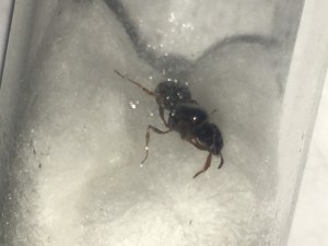 Image: 4., [Tetramorium sp.] Demande d'identification