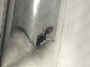 Image: 2., [Tetramorium sp.] Demande d'identification
