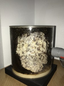 Fungus, [Blog] Les Acromyrmex octospinosus radioactives  ²³⁵U