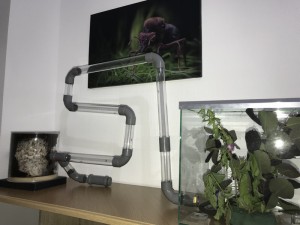 Installation, [Blog] Les Acromyrmex octospinosus radioactives  ²³⁵U