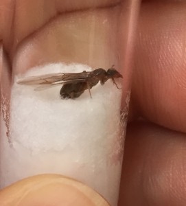 Photo 3, [Lasius sp.] Demande d’identification