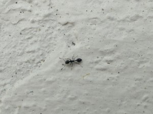 ouvriere, [Monomorium carbonarium] Colonie de mini fourmis sous un pot de fleurs (Vidéo)