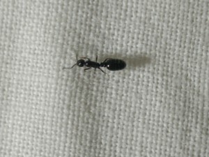 gyne, [Monomorium carbonarium] Colonie de mini fourmis sous un pot de fleurs (Vidéo)