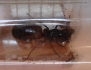 Haut, [Camponotus cf ligniperdus] Reine Camponotus ?