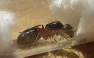 Profil, [Camponotus cf ligniperdus] Reine Camponotus ?