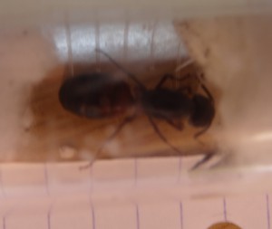 Taille, [Camponotus cf ligniperdus] Reine Camponotus ?