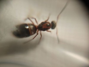 Thorax, [Formica rufibarbis] Gyne Formica