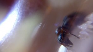 Tête, [Formica rufibarbis] Gyne Formica