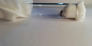 Photo 2, [Polyergus rufescens] Demande d'identification