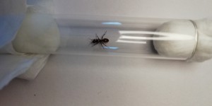 Photo 3, [Polyergus rufescens] Demande d'identification