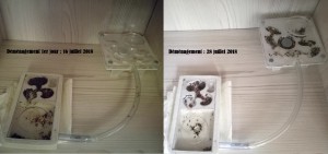 Déménagement Lasius emarginatus, [Blog] Lasius emarginatus de la côte d'Azur