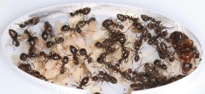 La loge royale. <br />-Lasius emarginatus-, [Blog] Lasius emarginatus de la côte d'Azur