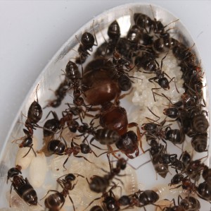 La gyne et sa ponte <br />-Lasius emarginatus-, [Blog] Lasius emarginatus de la côte d'Azur