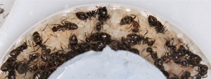 Couvain de la colonie de Lasius emarginatus, [Blog] Lasius emarginatus de la côte d'Azur