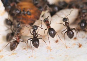 Scène de chasse 1 <br />-Lasius emarginatus-, [Blog] Lasius emarginatus de la côte d'Azur