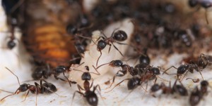 Scène de chasse 2 <br />-Lasius emarginatus-, [Blog] Lasius emarginatus de la côte d'Azur