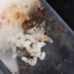 Couvain actuel de mes Pheidoles pallidula, **Fin**[Blog] Les Pheidole pallidula d'Heydax