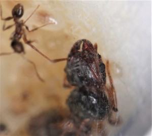 Zoom sur la gyne Pheidole pallidula, **Fin**[Blog] Les Pheidole pallidula d'Heydax