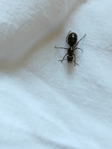 Photo 1, [Formica sp.] Une Lasius sp classique ?