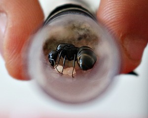 Une belle physogastrie et les larves en dessous., [Blog] Camponotus vagus