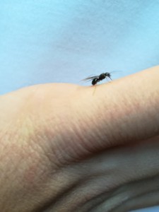 Troisième photo, [Lasius fuliginosus] Nouvelle prise en montagne !
