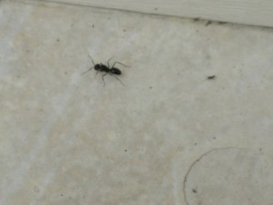 Gyne 1, [Lasius fuliginosus] Dernière gyne des vacances + comportement etrange ? (video)