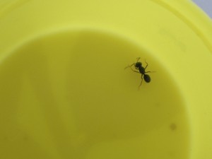 Gyne 3, [Lasius fuliginosus] Dernière gyne des vacances + comportement etrange ? (video)