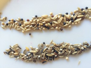 Graines canaris, Début de mortalité chez une jeune colonie de Messor