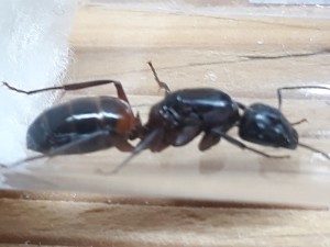Gyne C, [Camponotus ligniperdus] Une gyne qui va faire des jaloux