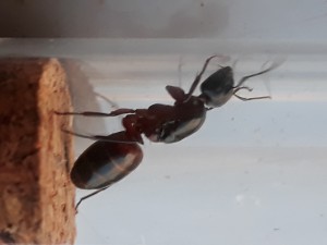 Gyne, [Camponotus ligniperdus] Une gyne qui va faire des jaloux