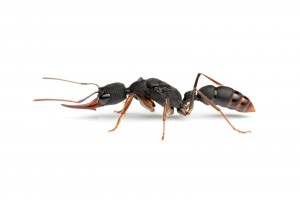 Harpegnatos venator, [Blog] Les Harpegnathos venator de Deucalion