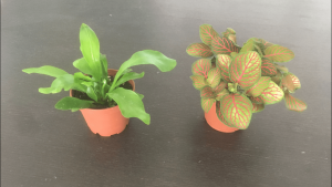 Asplenium nidus / Fittonia, [Blog] Les Harpegnathos venator de Deucalion