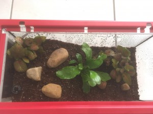Terrarium vu du dessus, [Blog] Les Harpegnathos venator de Deucalion